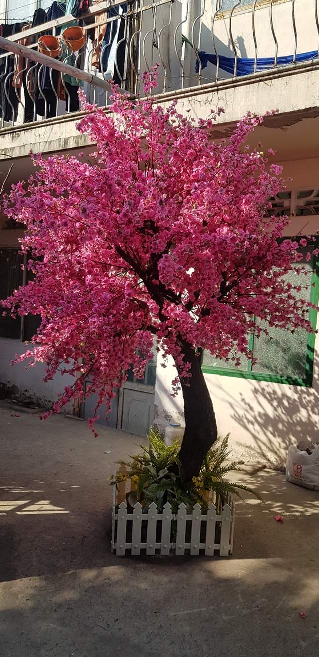 cây hoa đào giả (5)